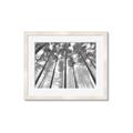 Picture of Sky High Trees _GroupedProduct_Rectangle_Landscape_Photography _GroupedProduct_Rectangle_Landscape_Framed_Matted_