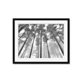 Picture of Sky High Trees _GroupedProduct_Rectangle_Landscape_Photography _GroupedProduct_Rectangle_Landscape_Framed_Matted_