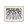 Picture of Sky High Trees _GroupedProduct_Rectangle_Landscape_Photography _GroupedProduct_Rectangle_Landscape_Framed_Matted_