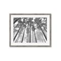 Picture of Sky High Trees _GroupedProduct_Rectangle_Landscape_Photography _GroupedProduct_Rectangle_Landscape_Framed_Matted_