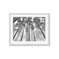 Picture of Sky High Trees _GroupedProduct_Rectangle_Landscape_Photography _GroupedProduct_Rectangle_Landscape_Framed_Matted_