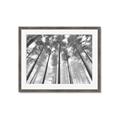 Picture of Sky High Trees _GroupedProduct_Rectangle_Landscape_Photography _GroupedProduct_Rectangle_Landscape_Framed_Matted_