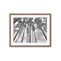 Picture of Sky High Trees _GroupedProduct_Rectangle_Landscape_Photography _GroupedProduct_Rectangle_Landscape_Framed_Matted_