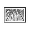 Picture of Sky High Trees _GroupedProduct_Rectangle_Landscape_Photography _GroupedProduct_Rectangle_Landscape_Framed_Matted_
