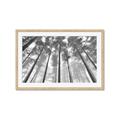 Picture of Sky High Trees _GroupedProduct_Rectangle_Landscape_Photography _GroupedProduct_Rectangle_Landscape_Framed_Matted_