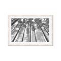 Picture of Sky High Trees _GroupedProduct_Rectangle_Landscape_Photography _GroupedProduct_Rectangle_Landscape_Framed_Matted_