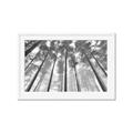 Picture of Sky High Trees _GroupedProduct_Rectangle_Landscape_Photography _GroupedProduct_Rectangle_Landscape_Framed_Matted_