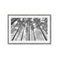 Picture of Sky High Trees _GroupedProduct_Rectangle_Landscape_Photography _GroupedProduct_Rectangle_Landscape_Framed_Matted_