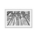Picture of Sky High Trees _GroupedProduct_Rectangle_Landscape_Photography _GroupedProduct_Rectangle_Landscape_Framed_Matted_