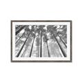 Picture of Sky High Trees _GroupedProduct_Rectangle_Landscape_Photography _GroupedProduct_Rectangle_Landscape_Framed_Matted_