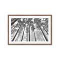 Picture of Sky High Trees _GroupedProduct_Rectangle_Landscape_Photography _GroupedProduct_Rectangle_Landscape_Framed_Matted_