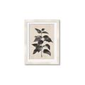 Picture of Black Linen Leaves II _GroupedProduct_Rectangle_Portrait_Framed_Matted_