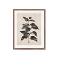 Picture of Black Linen Leaves II _GroupedProduct_Rectangle_Portrait_Framed_Matted_