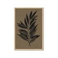 Picture of Silhouette Leaves _GroupedProduct_Rectangle_Portrait_Framed_Matted_