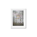 Picture of White Birches In Fall _GroupedProduct_Rectangle_Portrait_Framed_Matted_