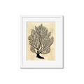 Picture of Neutral Coral I  _GroupedProduct_Rectangle_Portrait_Framed_Matted_