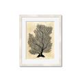 Picture of Neutral Coral II  _GroupedProduct_Rectangle_Portrait_Framed_Matted_