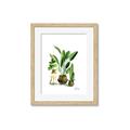 Picture of House Plants I  _GroupedProduct_Rectangle_Portrait_Framed_Matted_