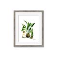 Picture of House Plants I  _GroupedProduct_Rectangle_Portrait_Framed_Matted_