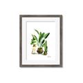 Picture of House Plants I  _GroupedProduct_Rectangle_Portrait_Framed_Matted_