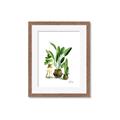 Picture of House Plants I  _GroupedProduct_Rectangle_Portrait_Framed_Matted_