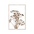 Picture of Angelica Plant _GroupedProduct_Rectangle_Portrait_Framed_Matted_
