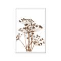 Picture of Angelica Plant _GroupedProduct_Rectangle_Portrait_Framed_Matted_