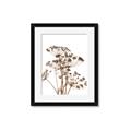 Picture of Angelica Plant _GroupedProduct_Rectangle_Portrait_Framed_Matted_