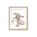 Picture of Angelica Plant _GroupedProduct_Rectangle_Portrait_Framed_Matted_