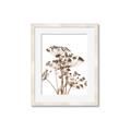 Picture of Angelica Plant _GroupedProduct_Rectangle_Portrait_Framed_Matted_