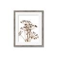 Picture of Angelica Plant _GroupedProduct_Rectangle_Portrait_Framed_Matted_