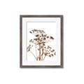 Picture of Angelica Plant _GroupedProduct_Rectangle_Portrait_Framed_Matted_