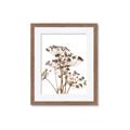 Picture of Angelica Plant _GroupedProduct_Rectangle_Portrait_Framed_Matted_
