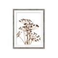 Picture of Angelica Plant _GroupedProduct_Rectangle_Portrait_Framed_Matted_
