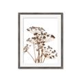 Picture of Angelica Plant _GroupedProduct_Rectangle_Portrait_Framed_Matted_