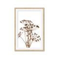 Picture of Angelica Plant _GroupedProduct_Rectangle_Portrait_Framed_Matted_