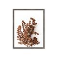 Picture of Brown Fall  _GroupedProduct_Rectangle_Portrait_Photography _GroupedProduct_Rectangle_Portrait_Framed_Matted_