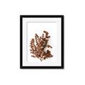 Picture of Brown Fall  _GroupedProduct_Rectangle_Portrait_Photography _GroupedProduct_Rectangle_Portrait_Framed_Matted_