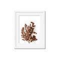 Picture of Brown Fall  _GroupedProduct_Rectangle_Portrait_Photography _GroupedProduct_Rectangle_Portrait_Framed_Matted_
