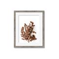 Picture of Brown Fall  _GroupedProduct_Rectangle_Portrait_Photography _GroupedProduct_Rectangle_Portrait_Framed_Matted_