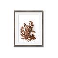 Picture of Brown Fall  _GroupedProduct_Rectangle_Portrait_Photography _GroupedProduct_Rectangle_Portrait_Framed_Matted_