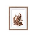 Picture of Brown Fall  _GroupedProduct_Rectangle_Portrait_Photography _GroupedProduct_Rectangle_Portrait_Framed_Matted_