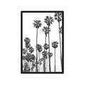 Picture of California Palms _GroupedProduct_Rectangle_Portrait_Photography _GroupedProduct_Rectangle_Portrait_Framed_Matted_