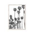 Picture of California Palms _GroupedProduct_Rectangle_Portrait_Photography _GroupedProduct_Rectangle_Portrait_Framed_Matted_