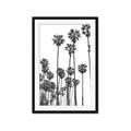Picture of California Palms _GroupedProduct_Rectangle_Portrait_Photography _GroupedProduct_Rectangle_Portrait_Framed_Matted_