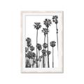 Picture of California Palms _GroupedProduct_Rectangle_Portrait_Photography _GroupedProduct_Rectangle_Portrait_Framed_Matted_