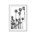 Picture of California Palms _GroupedProduct_Rectangle_Portrait_Photography _GroupedProduct_Rectangle_Portrait_Framed_Matted_