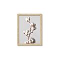 Picture of Cotton _GroupedProduct_Rectangle_Portrait_Photography _GroupedProduct_Rectangle_Portrait_Framed_Matted_