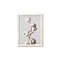 Picture of Cotton _GroupedProduct_Rectangle_Portrait_Photography _GroupedProduct_Rectangle_Portrait_Framed_Matted_