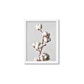 Picture of Cotton _GroupedProduct_Rectangle_Portrait_Photography _GroupedProduct_Rectangle_Portrait_Framed_Matted_